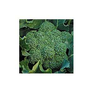  Calabrese Broccoli   1 lb. Patio, Lawn & Garden