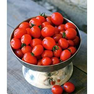  Napa Grape Hybrid Tomato Plant   3 Pot   Beats Other 
