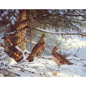  Persis Clayton Weirs   Sheltering Pine   Ruffed Grouse 