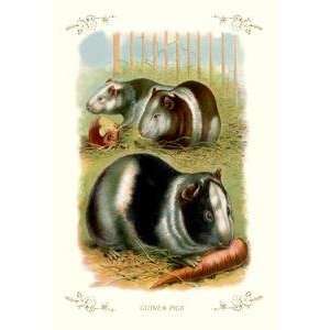  Vintage Art Guinea Pigs   11208 5