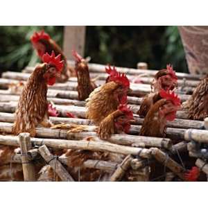 Caged Chickens at the Market in Saquisili, Cotapaxi Province, Ecuador 