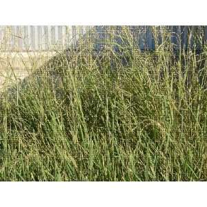  Davids Texas Native Grass Green Sprangletop 1 Pounds per 
