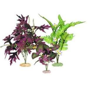 Plant   Multipack South American Flowering Cluster (Catalog Category 