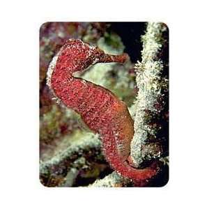  Seahorse Coasters