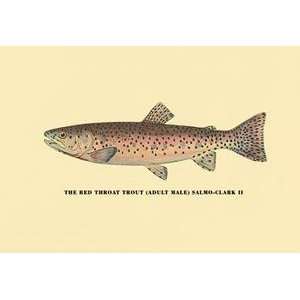  Vintage Art Red Throat Trout   02301 5