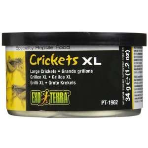  Exo Terra Crickets   Large Size   1.2 oz (Quantity of 6 