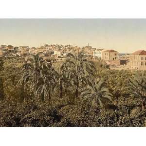   From the garden Jaffa Holy Land (i.e. Israel) 24 X 18 