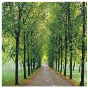  Nature Photo Print   19 Path of Life Canvas Wall Décor 