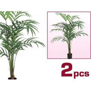  TWO 7 Grand Kentia Palm Tree, Potted w/ 12 Trunks 