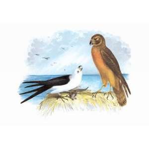  Swallow Tailed Kite and Marsh Hawk 20x30 poster