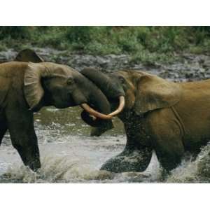 Two Young Male Forests Elephants Spar in the Water of a Bai Stretched 