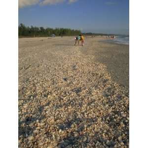  Shell Collecting on Bowmans Beach, Sanibel Island 