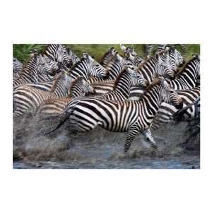  Running Zebras Andy Biggs. 34.00 inches by 24.00 inches 