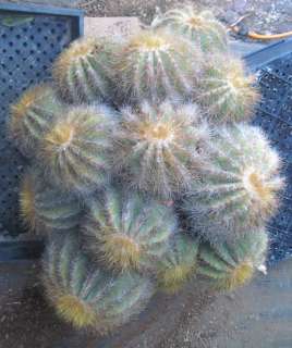 Notocactus magnifica Golden Bristle Spine Cactus LG 16  