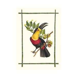  Rainforest Toucan I    Print