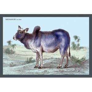  Vintage Art Indian Ox, or Zebu   05820 x