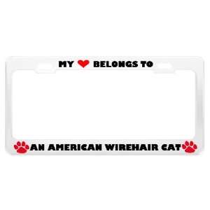  An American Wirehair Cat Pet White Metal License Plate 