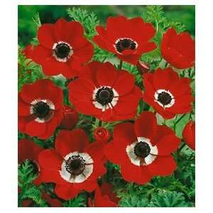  Anemone de Caen   Hollandia 9 bulbs Patio, Lawn & Garden