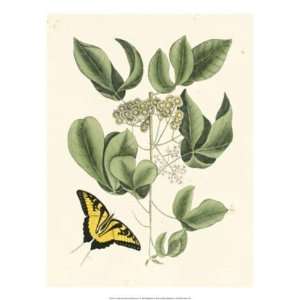  Mark Catesby   Butterfly And Botanical II Giclee
