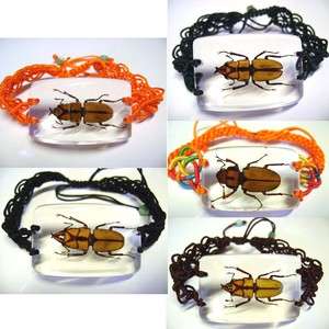 Pcs Real Insects Bugs Specimen Bracelet (#021)  