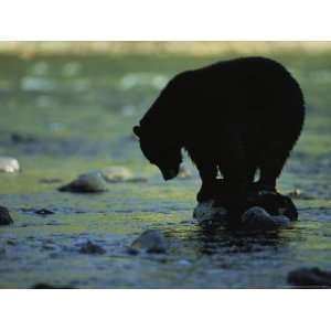  Black Bear Perched on Rock Watching for Fish National 