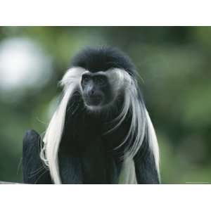 Captive Black and White Colobus Monkey, Colobus Angolensis National 