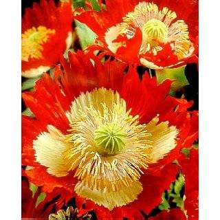 Danish Flag Afghan Poppy 250 Seeds   Papaver Somniferum