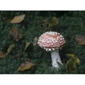  Fly Agaric, Amanita Muscaria, a Poisonous Mushroom, North 