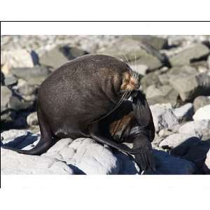  New Zealand Fur Seal   male scratching its face with hind 
