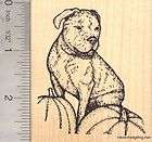Olde English Bulldogge Dog Rubber Stamp, With Pumpkins (lady Ghost 