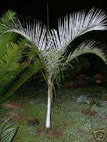 WAXY Saint Lucei Palm ENDANGERED White Crown LIVE Tree  