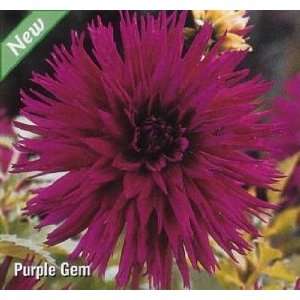  Purple Gem Semi Cactus Dahlia Tuber   Vivid Purple Patio 