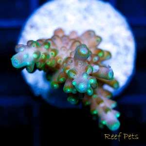   Reef Pets* Blue Tip Staghorn Stag Acropora Acro SPS *Live Reef Coral