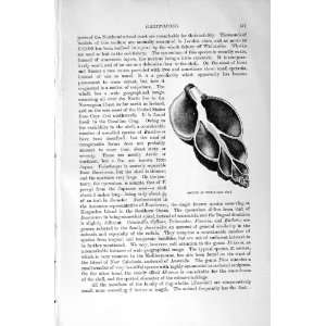    NATURAL HISTORY 1896 SECTION WHELK GASTROPODS PRINT