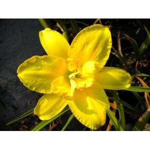  2 Fans King Alfred Daylily Patio, Lawn & Garden