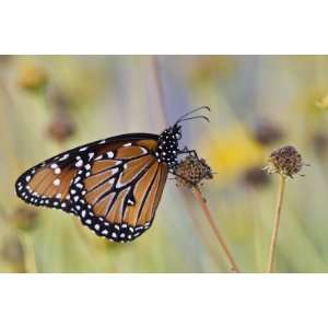   on Dried Flower, Texas, USA by Larry Ditto, 48x72