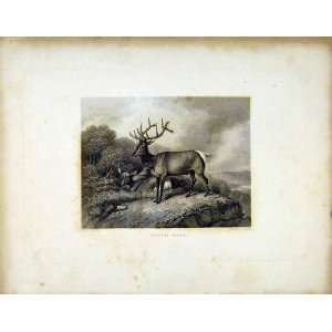  Wapiti Deer C1843 Antique Print Buck Animal Cliff