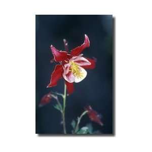  Columbine Girdwood Alaska Giclee Print