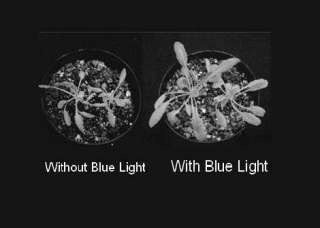 Blue light activates crypto chrome pigments that stimulate correct 