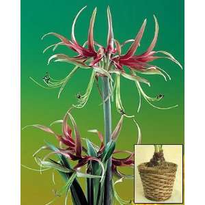  Amaryllis Chico in a Rattan Basket Patio, Lawn & Garden