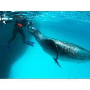  Goran Ehlme Encounters a Massive Female Leopard Seal 
