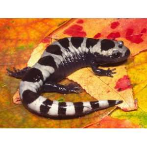 Marbled Salamander (Ambystoma Opacum), Eastern North America 