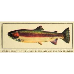 1931 Print Rainbow Trout Fish Fishing Game Salmon Hunt Pacific Ocean 