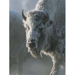 Frost Covers the Coat of an American Bison on a Chilly Morning 