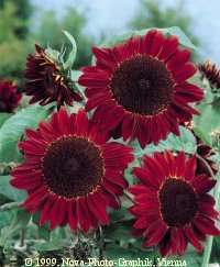 RED BLAZING SUNFLOWER SEEDS BUY 1 GET 1 FREE OFFER  