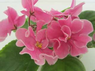 African Violet Plant   Pink Amiss  