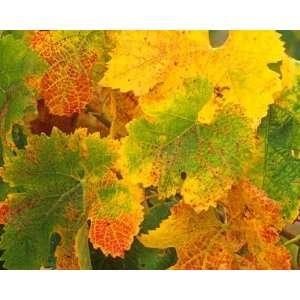  Grape Leaves In Autumn Wall Mural