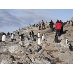 Gourdin Island, Antarctic Peninsula, Antarctica, Polar Regions Animal 