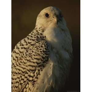  Gyrfalcon (Falco Rusticolus) in its White Phase National 