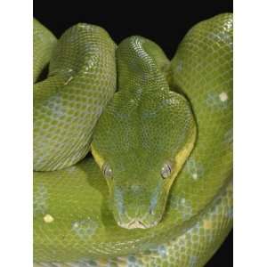  Green Tree Python, , Chondropython Viridis, Adult Specimen 